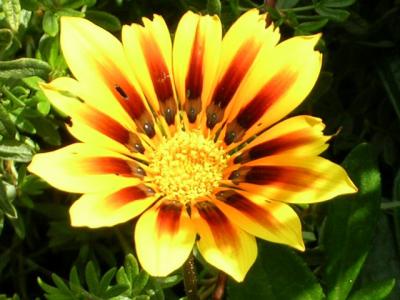 une belle fleur